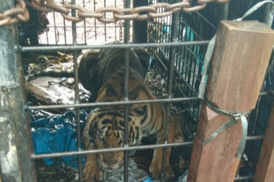 BKSDA Riau Evakuasi Harimau Sumatera di Pelangiran Inhil